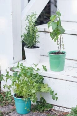 Fiesta Flower Pot Set -Decorated Fiesta Store fiesta dinnerware flower pots meadow turquoise white 4