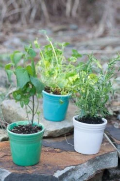 Fiesta Flower Pot Set -Decorated Fiesta Store fiesta dinnerware flower pots meadow turquoise white 5